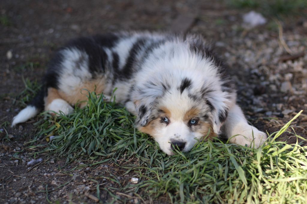 Des Chichibellis - Chiots disponibles - Berger Australien